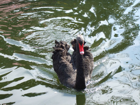 Cisne cuello negro 1