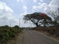 Framboyán