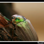 naturaleza thumbnail 1