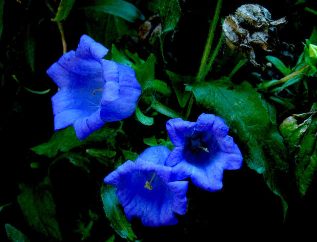 CAMPANULAS AZULES Nature Color (Digital)