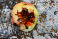 Manzana caida