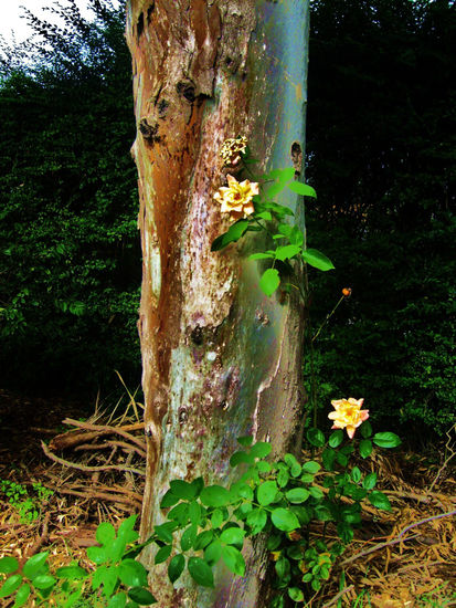 Poema para el rosal enamorado del invierno Naturaleza Color (Digital)