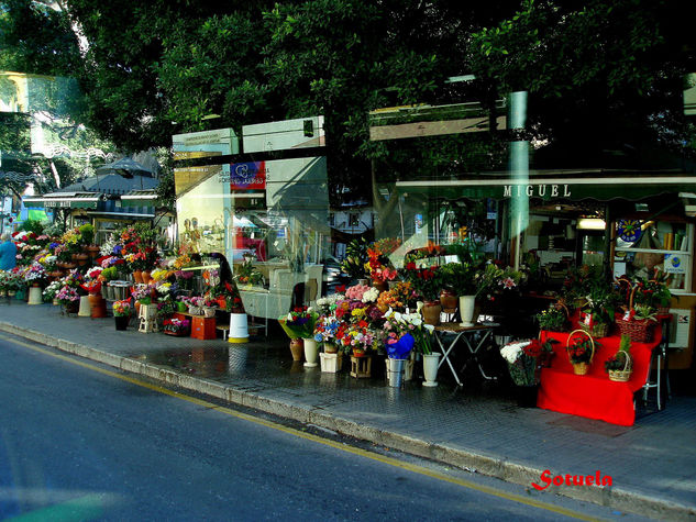 Málaga Floristerias Naturaleza Color (Digital)