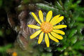 Flor Plastic