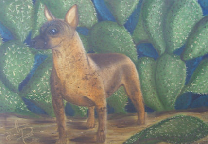 "xoloitzcuintle pinto"