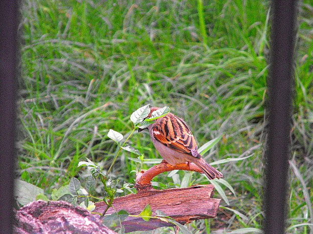 pajaro urbano2