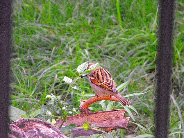 pajaro urbano2 