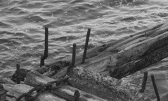 Muelle