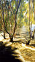 MANGROVES