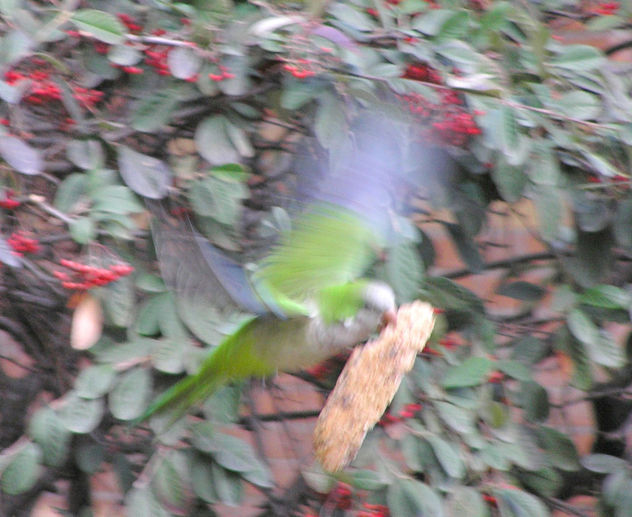 volando al nido