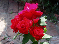 Rosas