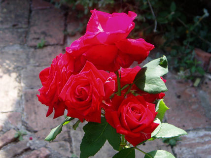 Rosas
