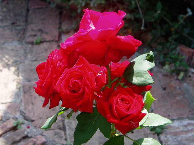 Rosas