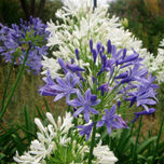 Flores thumbnail 1