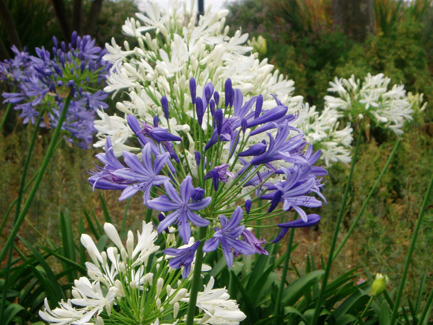 Flor Lila 