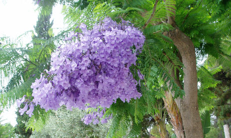 Flores