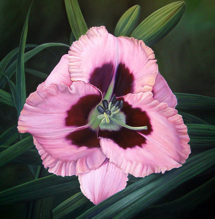 Hemerocális Rosa