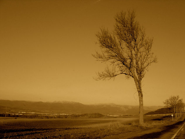 El árbol Naturaleza Técnicas alternativas