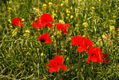 amapola