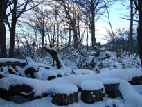 Mi bosque Nevado 2009