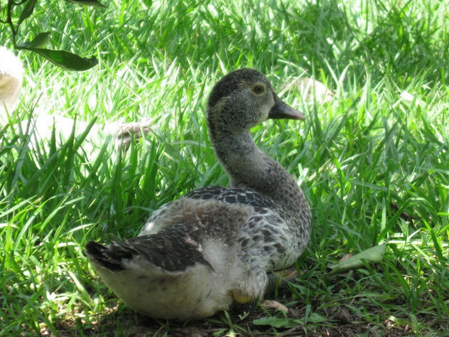 PATOS AL DESCANZO 4