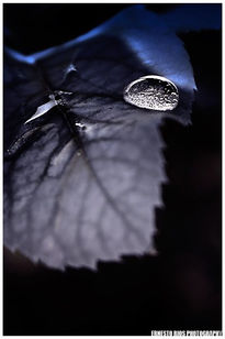 Drop on a Leaf