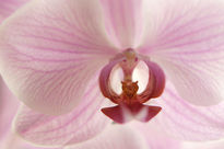 Orquídea