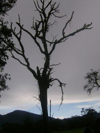 Arbol en el diluvio