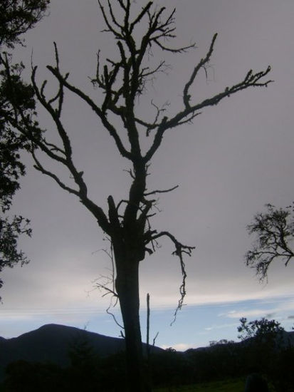 Arbol en el diluvio 