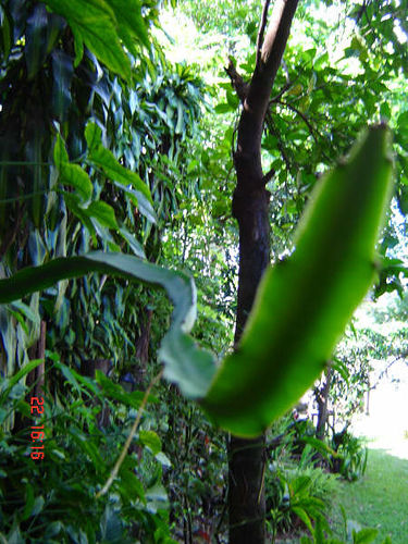 natural attak