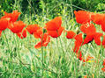 Amapolas