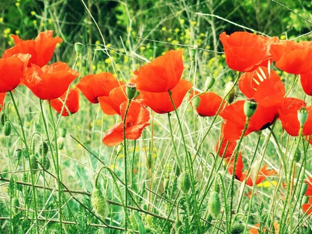 Amapolas 