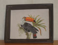 tucan