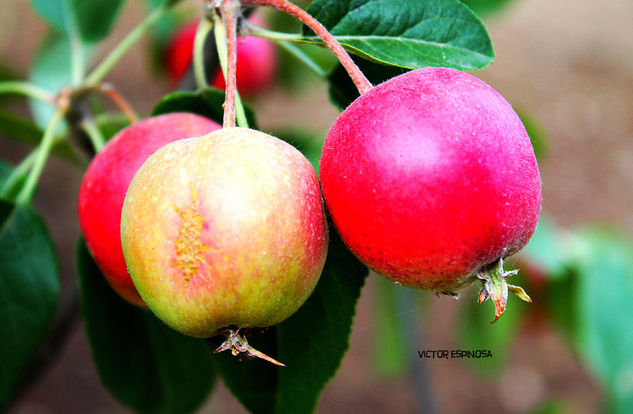 MANZANITAS 