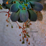 FLORES Y PLANTAS thumbnail 1