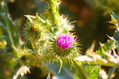 LOS CARDOS EN FLOR