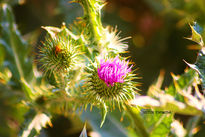 Los cardos en flor