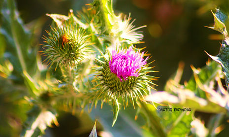 FLORES Y PLANTAS