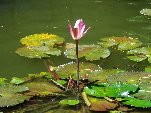 UN AMOR EN SOLITARIO Nature Color (Digital)