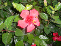 Hibisco