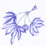 naturaleza thumbnail 2