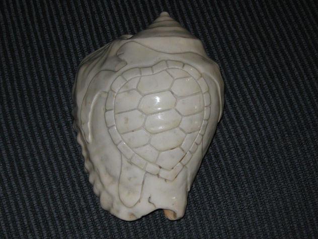 " CONCHA SOBRE CONCHA "