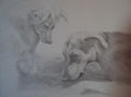 Bruno y Piona
