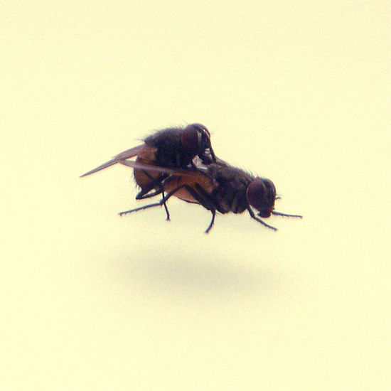 Fly love 2 