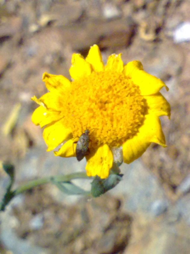 Color`s