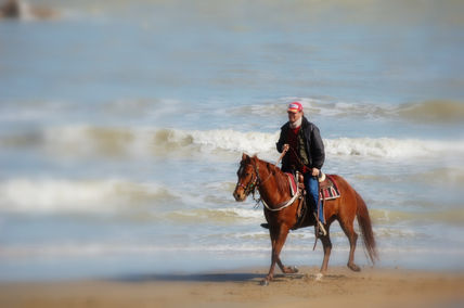 Cavallo