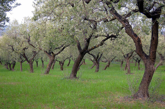 Campo degli ulivi Arquitectura e interiorismo Color (Digital)