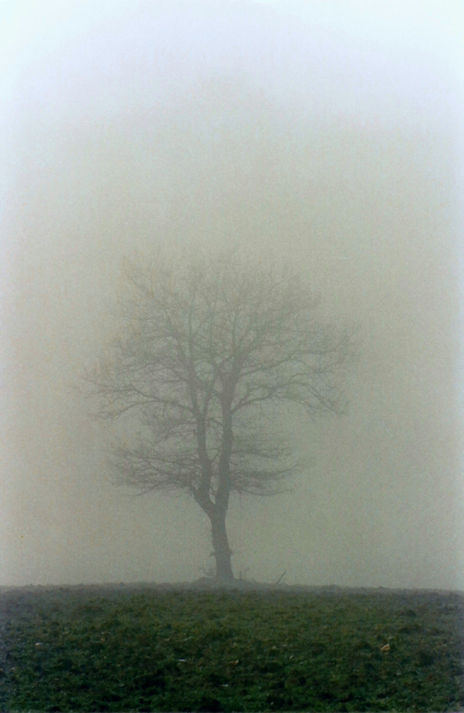 Nebbia