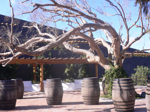 Árbol en La eria