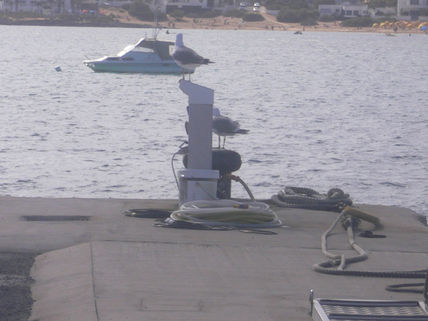 Gaviotas
